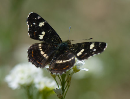 Araschnia levanaの写真素材