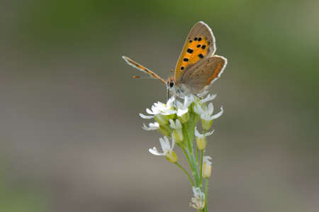 Lycaena phlaeasの写真素材