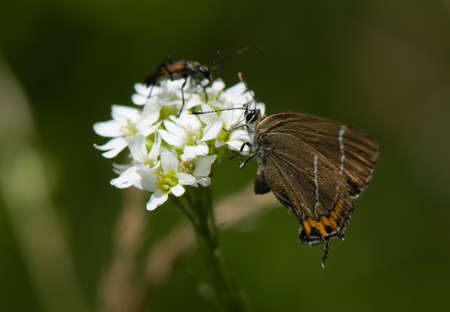 Satyrium w-albumの写真素材