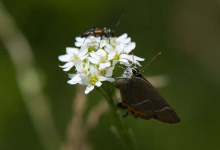 Satyrium w-albumの写真素材