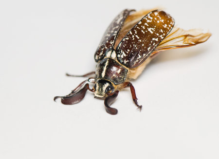 Polyphylla fulloの写真素材