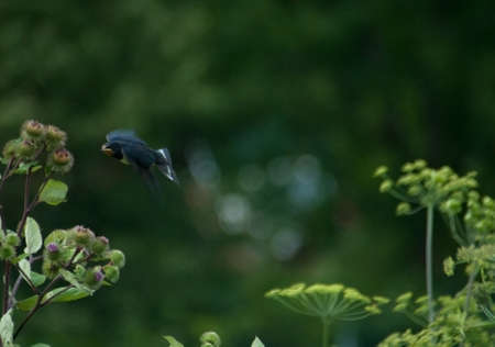 swallowの写真素材