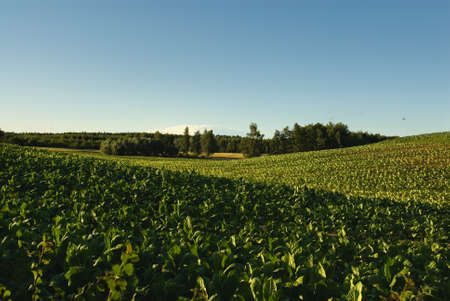 Fieldの写真素材