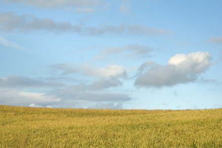 Field