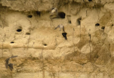 Bank swallow Riparia ripariaの写真素材