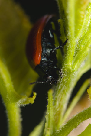 Beetle Melasoma tremulae aspen