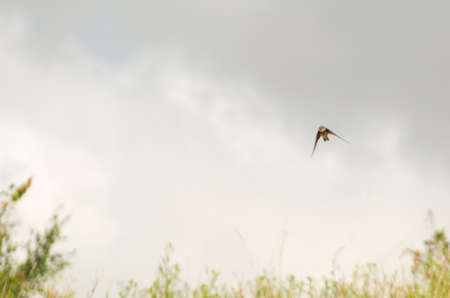 Bank swallow Riparia ripariaの写真素材