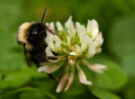 bumblebeeの写真素材