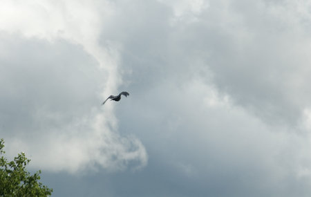 marsh harrier