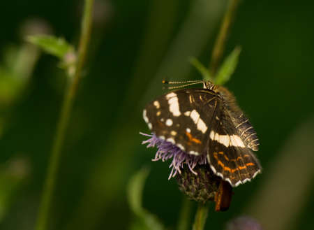 Araschnia levanaの写真素材