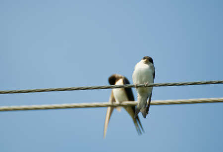 swallowの写真素材