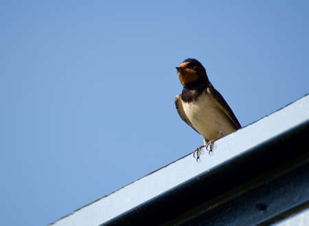 swallowの写真素材