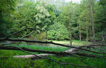 forestの写真素材