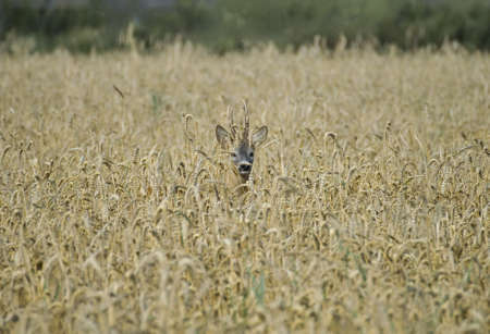 Roe deerの写真素材