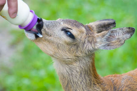 Young Roe deerの写真素材
