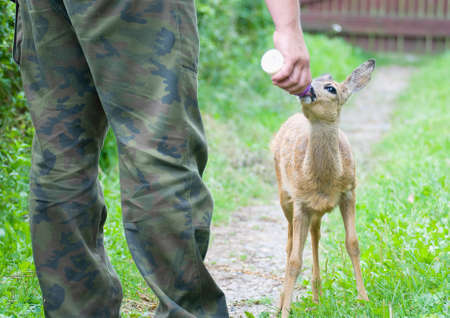 Young Roe deerの写真素材