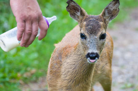 Young Roe deerの写真素材