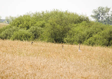 gray craneの写真素材