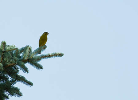 Greenfinchの写真素材