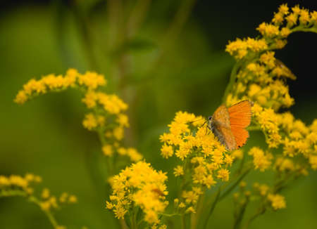 butterflyの写真素材