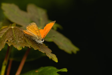 butterfly Lycaena virgaureae