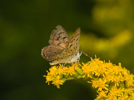 butterfly Lycaena tityrusの写真素材