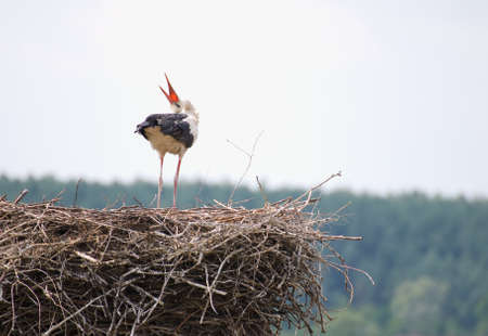 Storkの写真素材