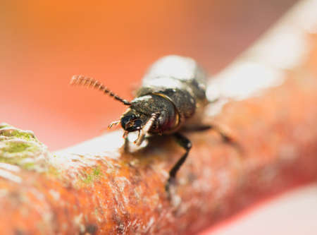 Spondylis buprestoidesの写真素材