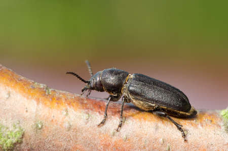 Spondylis buprestoidesの写真素材