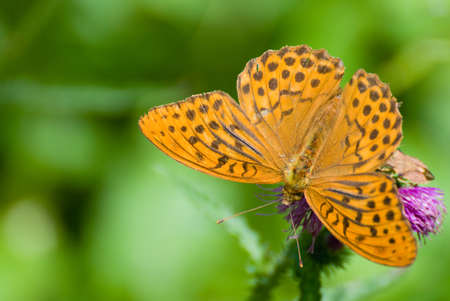 Argynnis paphiaの写真素材