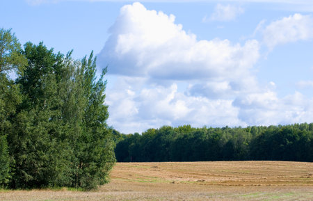 field, landscape, clump of trees and forestの写真素材