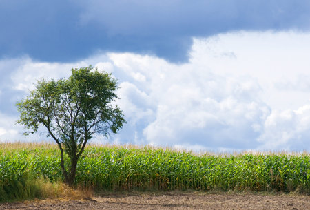 Lonely treeの写真素材