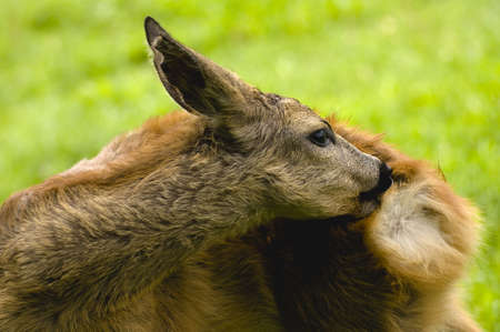 Young Roe deerの写真素材