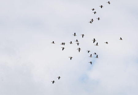 Greylag Goose, Greylag, Anser anser