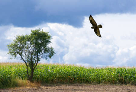 Buteo buteoの写真素材