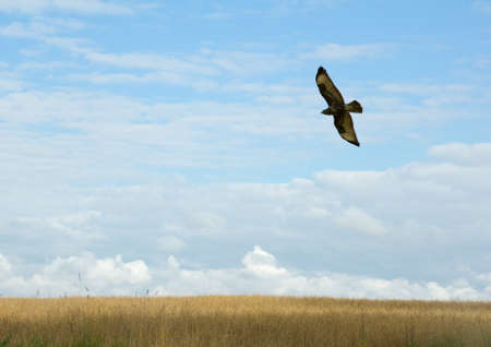 Buteo buteoの写真素材