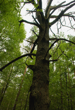 Dry tree oak