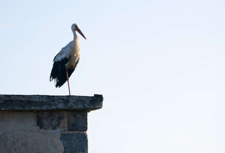 White Stork Ciconia ciconiaの写真素材