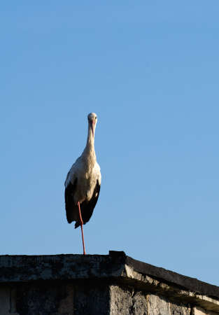White Stork Ciconia ciconiaの写真素材