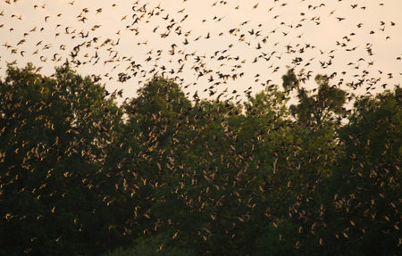 Common starling, Sturnus vulgarisの写真素材