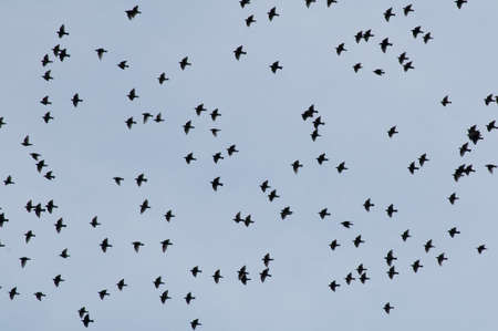 Common starling, Sturnus vulgarisの写真素材
