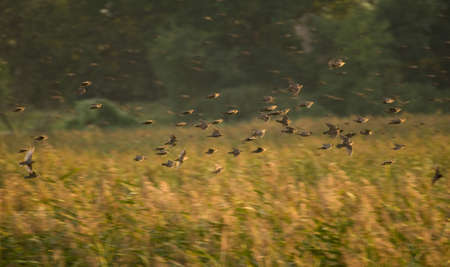 Common starling, Sturnus vulgarisの写真素材