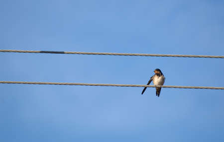 Swallowの写真素材