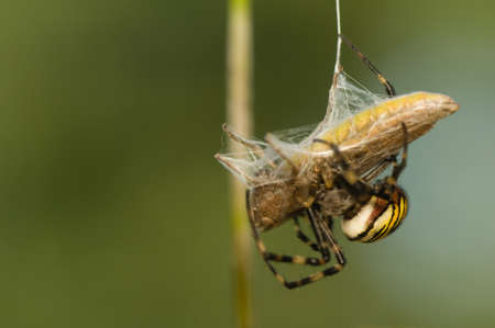 Wasp, Argiope bruennichiの写真素材