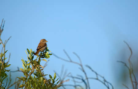 Shrike, red-backed shrike, Lanius collurioの写真素材