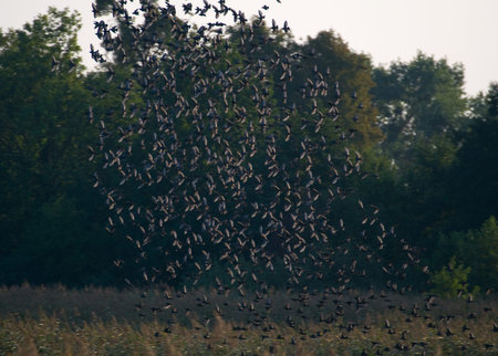 Common starling, Sturnus vulgaris