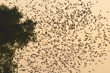 Common starling, Sturnus vulgaris