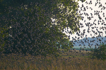 Common starling, Sturnus vulgaris