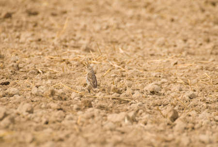 Sparrowの写真素材