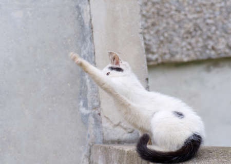 Small catの写真素材